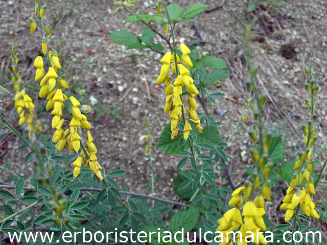 Lembotropis nigricans (Fabaceae)